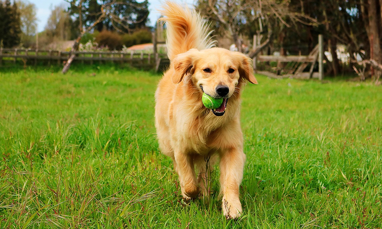 Golden Retriever: Saiba mais sobre esta raça de cachorro ...